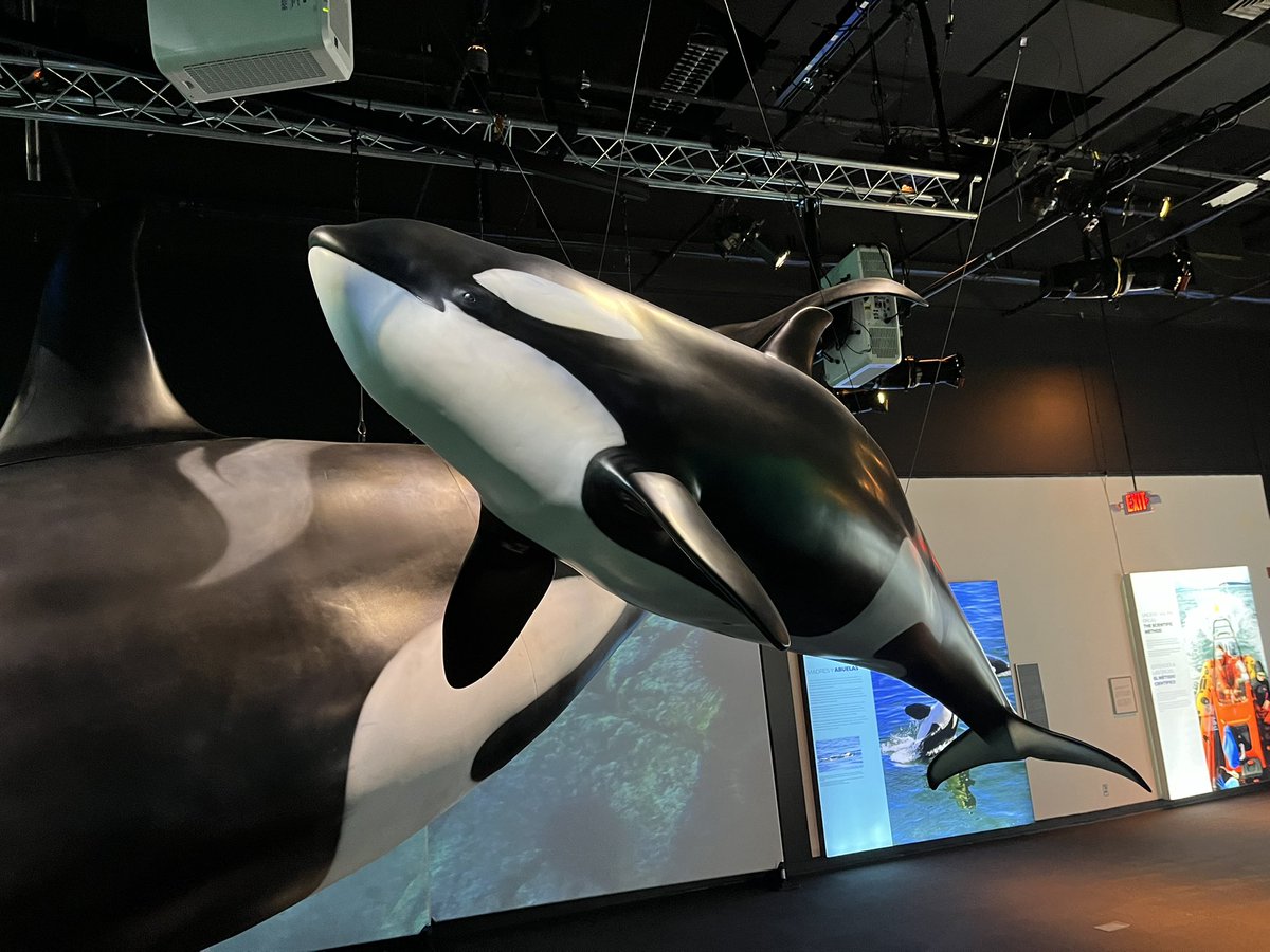 jamcamman's tweet image. Join us on @fox12oregon as @JoeVFox12 visits @OMSI to see the New Orca Whale 🐳 exhibit