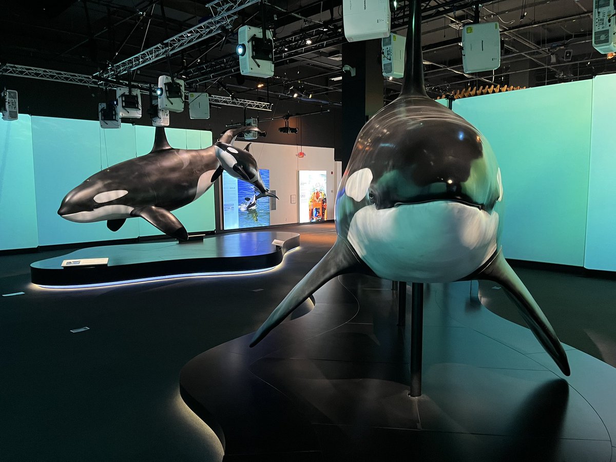 jamcamman's tweet image. Join us on @fox12oregon as @JoeVFox12 visits @OMSI to see the New Orca Whale 🐳 exhibit
