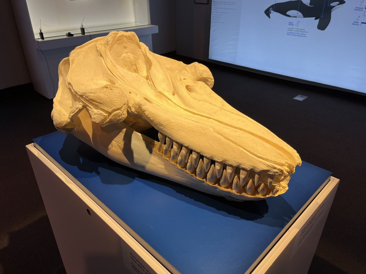 jamcamman's tweet image. Join us on @fox12oregon as @JoeVFox12 visits @OMSI to see the New Orca Whale 🐳 exhibit