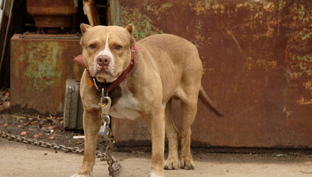 Citytv's tweet photo. Pitbull sin bozal atacó a otro perrito en conjunto de Soacha: nadie pudo evitarlo https://t.co/C5BU8TuCNl https://t.co/SiNxbtw6LY