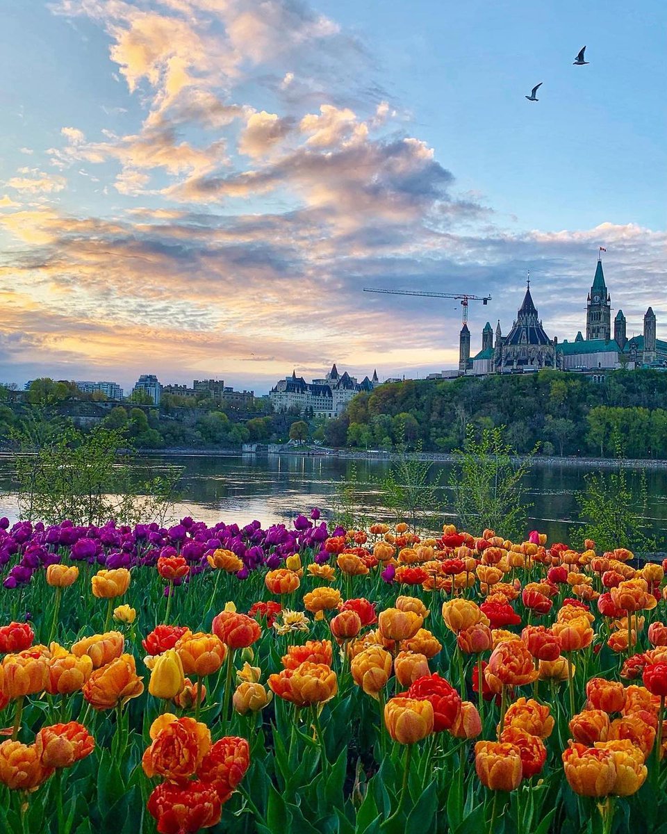 The 71st edition of @CdnTulipfest is finally here, and we couldn't be more thrilled! 🌷😍

Get full festival details and more tulip tips to plan your visit ➡️ bit.ly/2NsT4ux

📷
planetd/IG
karen.val_photos/IG

#MyOttawa #Ottawa #cdntulipfest #tulips #tulipfestival