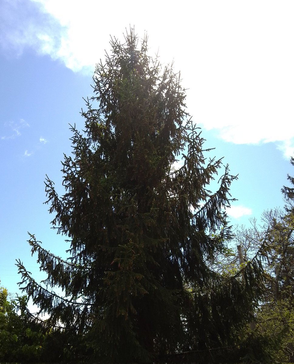 pa82513's tweet photo. Questo Abete è stato il mio albero di Natale del 1989 .
Poi è stato piantato in giardino ed eccolo qua. #AbeteRosso https://t.co/tUwVFlsH60
