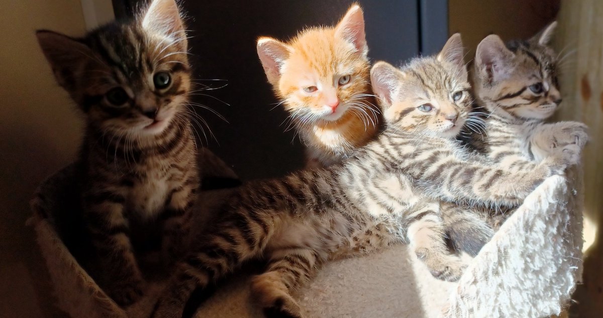 SereneSquirrel's tweet photo. Kitten Spam
#ImNotEvenSorry https://t.co/OY3JtaEixR