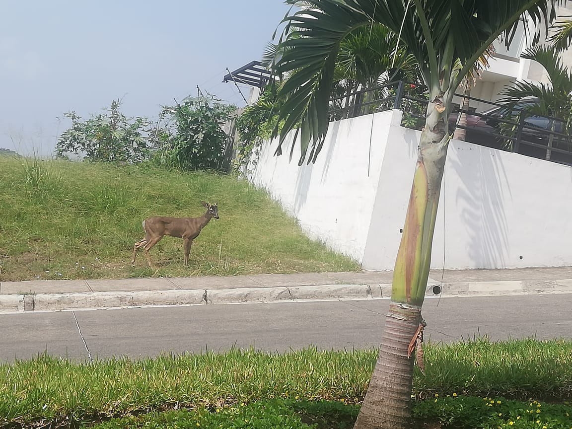 Un venado al interior de Residencial La Florida, huyendo de su hábitat por la destrucción que ha generado las construcciones en Nuevo Cuscatlán, lo hemos denunciado en reiteradas ocasiones sin respuesta con solución a la problemática 😔🥺

<a href="/MedioAmbienteSV/">Ministerio de Medio Ambiente</a> <a href="/ibaelsalvador/">Instituto de Bienestar Animal</a>