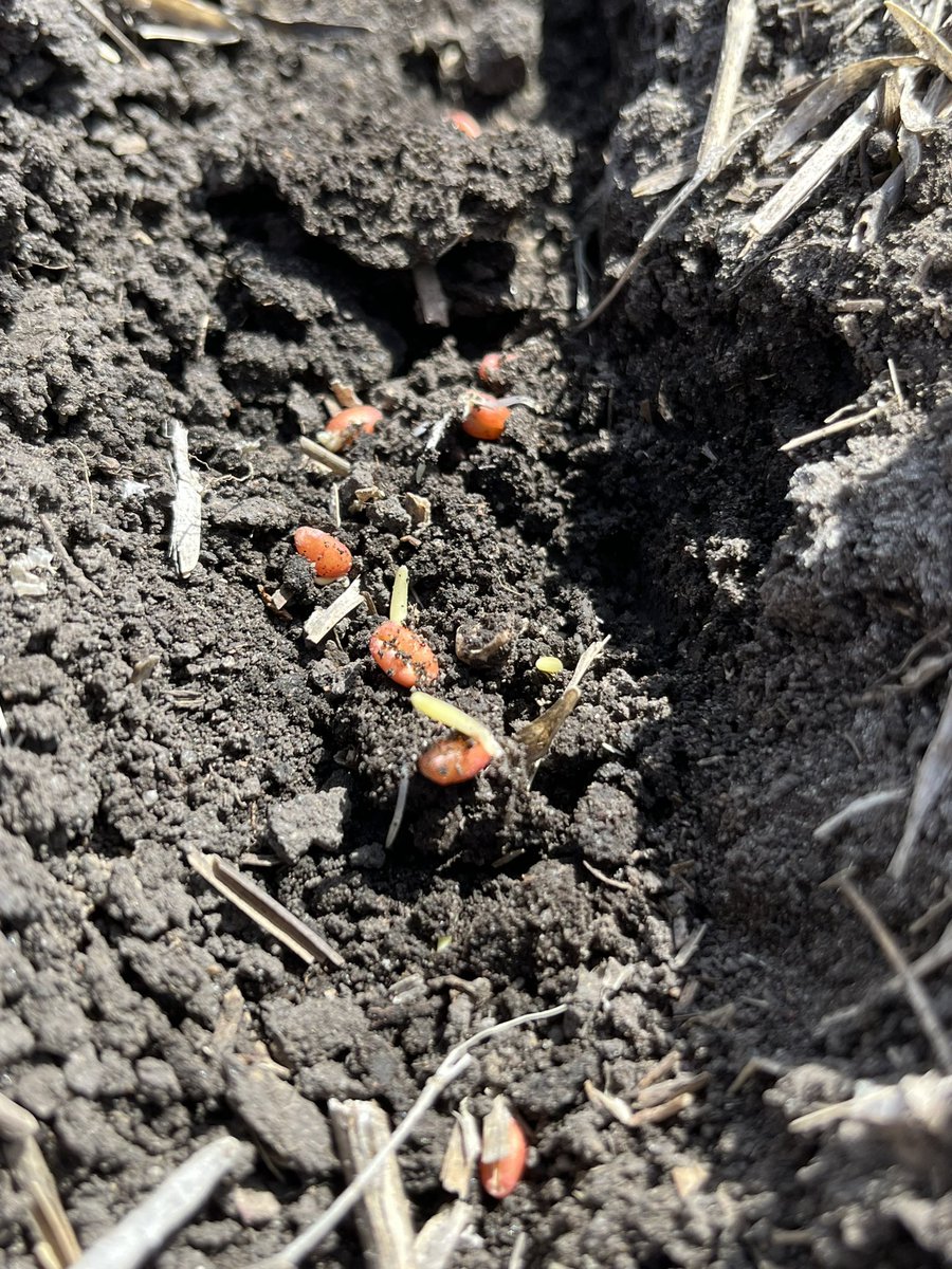 Things that make an agronomist smile! #newlife #growthcyclebegins #plant23 #WestCdnAg