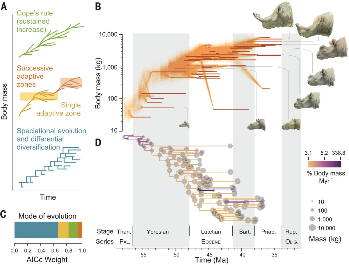 Fossils of brontotheres, or “thunder beasts”—an extinct lineage of herbivorous rhinoceros-like mammals—reveal a macroevolutionary pathway to the early and rapid evolution of massive herbivorous mammals.

Learn more in Science: scim.ag/2Bi #FossilFriday