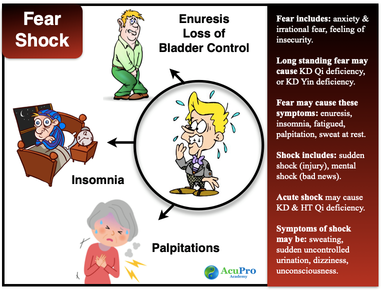 AcuProAcademy's tweet photo. ⭐️Fear and Shock affect mainly the #TCM Kidneys and Heart. Fear can be rational or irrational (Phobias), and mostly is a chronic issue. While Shock is acute and can be physical and emotional. In #ChineseMedicine, fear and shock will age us faster and deplete our Essence reserves. https://t.co/IkGGG9ksCu