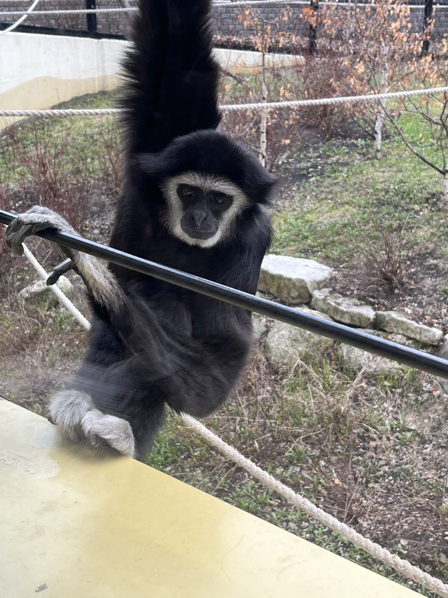 BlumenortHSD's tweet photo. Look who's at the Zoo....Grade 4's that's who 🐾 https://t.co/uw69wdLeun