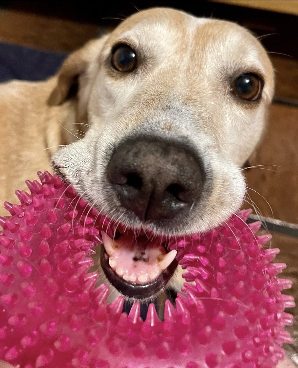 MalenaStein's tweet photo. URGENTE
Toto se queda sin guardería en JUNIO, necesito encontrar a quien quiera adoptarlo, ofrezco hacerme cargo de sus gastos,fisio y pañales de por vida, cuidarlo en vacaciones y lo que haga falta. Merece ser amado por una familia que quiera llenarse del amor que tiene para dar https://t.co/h3uwaSFTwa