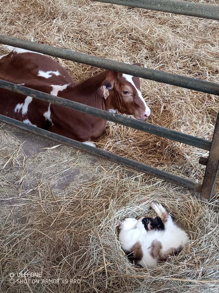 alexandre123698's tweet photo. Repos bien mérité dans un nid de foin douillet, sous l'oeil vigilant de tata Tartofraiz...
#potichat #redholstein #ceuxquifontlelait #ceuxquifontleschatons #agriculture https://t.co/PDY31nHebA