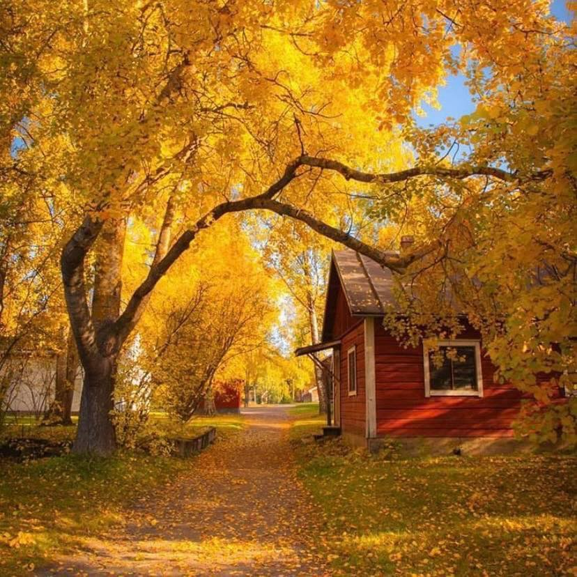artindetails's tweet photo. autumn. https://t.co/jgJUAmK7td