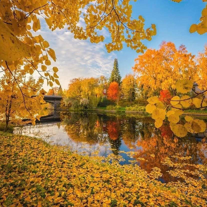 artindetails's tweet photo. autumn. https://t.co/jgJUAmK7td
