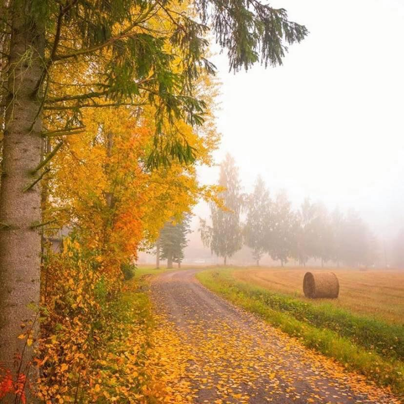 artindetails's tweet photo. autumn. https://t.co/jgJUAmK7td