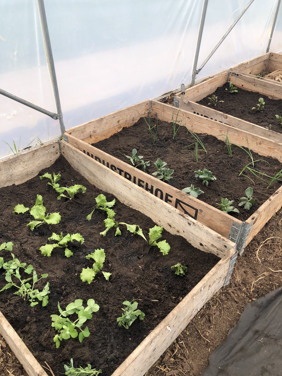 TeamWBPS's tweet photo. What a wonderful #gardeningclub today! Our polytunnel is starting to house lots of plants to eat! Our gardeners are working hard to create a lovely growing space. π±πͺ΄π±#growing #polytunnels #groundsforlearning #outdoors https://t.co/35Mog6HW9T