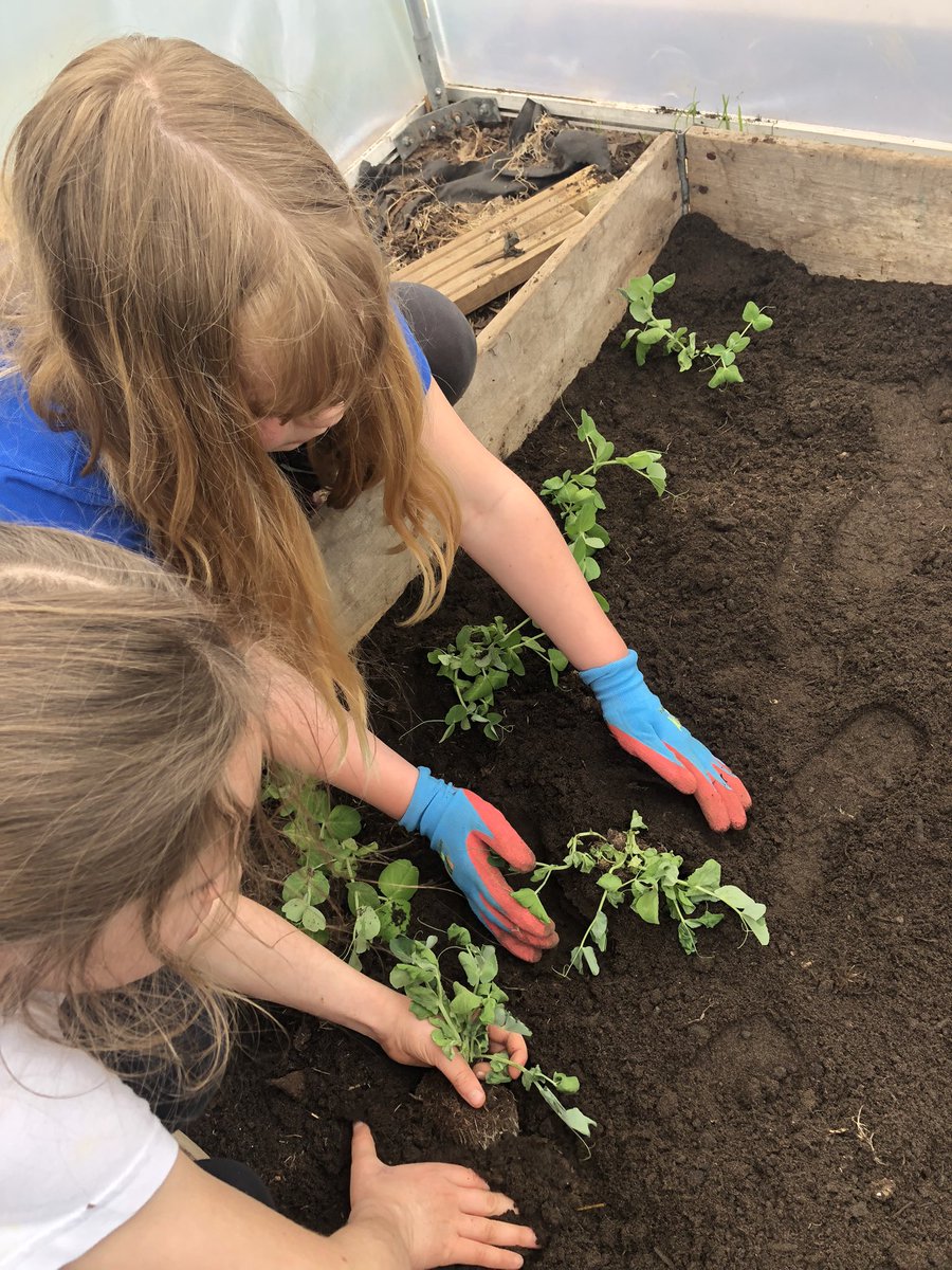 TeamWBPS's tweet photo. What a wonderful #gardeningclub today! Our polytunnel is starting to house lots of plants to eat! Our gardeners are working hard to create a lovely growing space. π±πͺ΄π±#growing #polytunnels #groundsforlearning #outdoors https://t.co/35Mog6HW9T