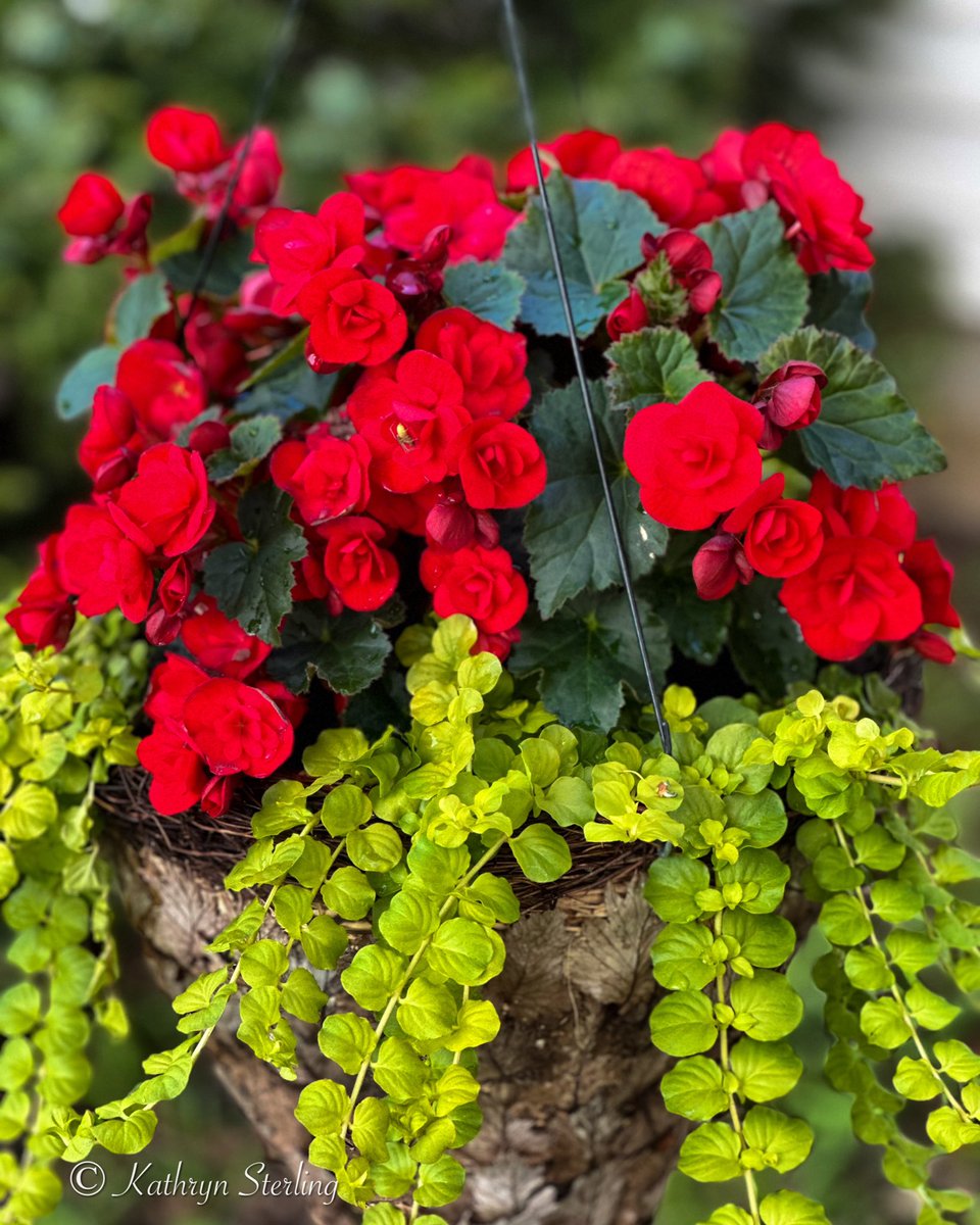 KatIsLovingLife's tweet photo. Spring 🌺 https://t.co/GCS6A0EVlb