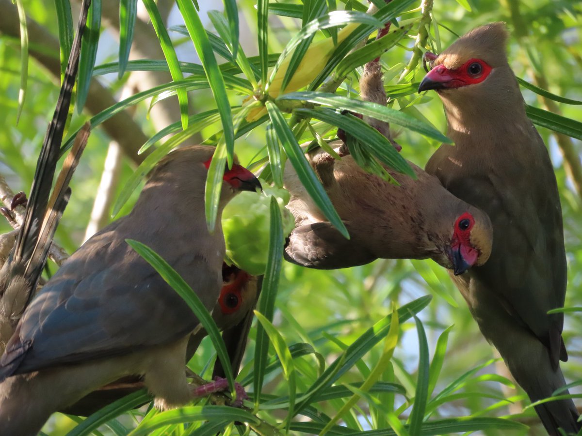 WWWings2023's tweet photo. Feast or famine. One can wait a long time for a visit from the #RedFacedMousebird. With food available, you get the whole flock. Photo by my wife. #Zambia #BirdsOfTwitter #BirdsSeenin2023 #TwitterNatureCommunity #birdphotography #wildlifephotography #Mousebird https://t.co/xzOdVTyX54