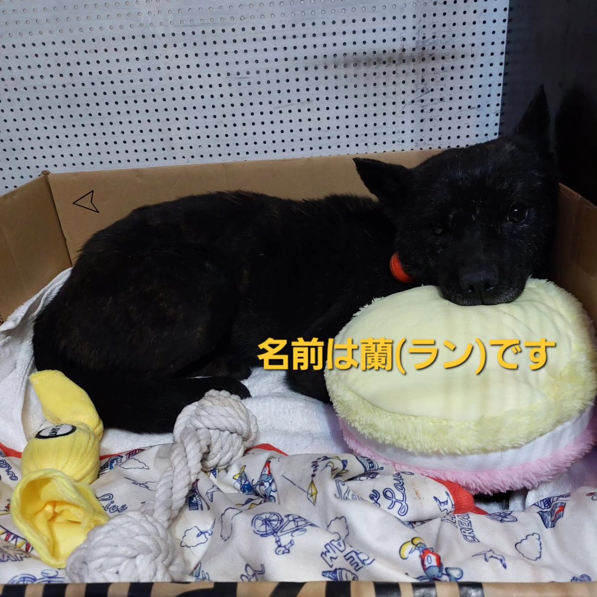 ANZUnoHANIKAMI's tweet photo. 5月12日(金)17時頃に東京都八王子市川口町のキロロ動物病院より脱走してしまいました。
お近くで見かけたかた、コメントや交番か保健所までご一報下さい。
よろしくお願いいたします。 https://t.co/O3mYSKfCju