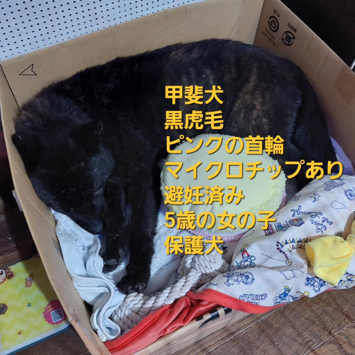 ANZUnoHANIKAMI's tweet photo. 5月12日(金)17時頃に東京都八王子市川口町のキロロ動物病院より脱走してしまいました。
お近くで見かけたかた、コメントや交番か保健所までご一報下さい。
よろしくお願いいたします。 https://t.co/O3mYSKfCju