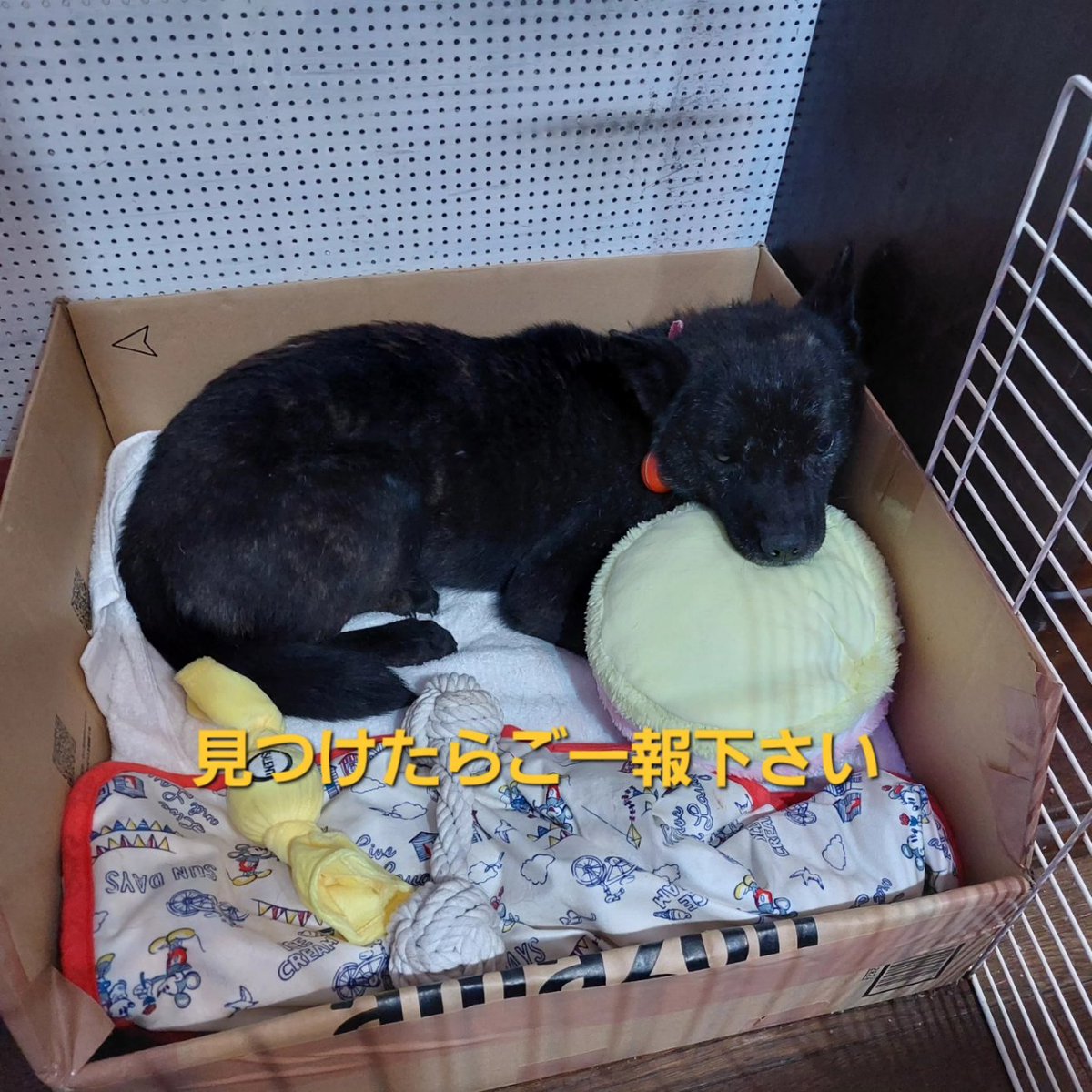 ANZUnoHANIKAMI's tweet photo. 5月12日(金)17時頃に東京都八王子市川口町のキロロ動物病院より脱走してしまいました。
お近くで見かけたかた、コメントや交番か保健所までご一報下さい。
よろしくお願いいたします。 https://t.co/O3mYSKfCju