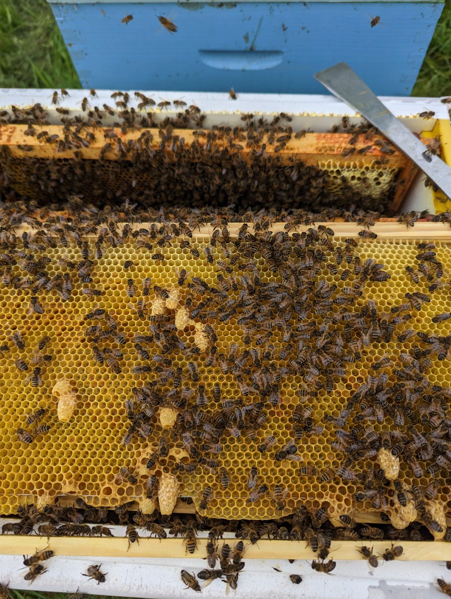 WeobleyHoney's tweet image. Can you spot the queen cell? 🧐