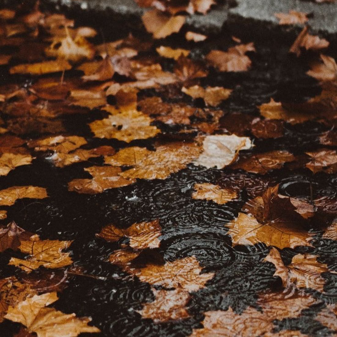 artindetails's tweet photo. the sound of the rain. https://t.co/6hUWzw4dHf