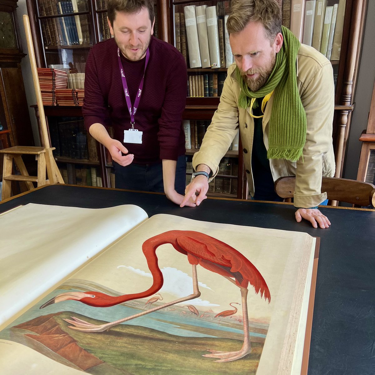 For a bird nerd (and book nerd) like me, this doesn’t get better! Thank you @GYlibrary for the very special morning with some very beautiful birds. 
💗💚💛💙💜

#audubon #americanflamingo #gsylitfest #nature #birdsofamerica  #phoenicopterusruber #thankyou @GuernseyLitFest