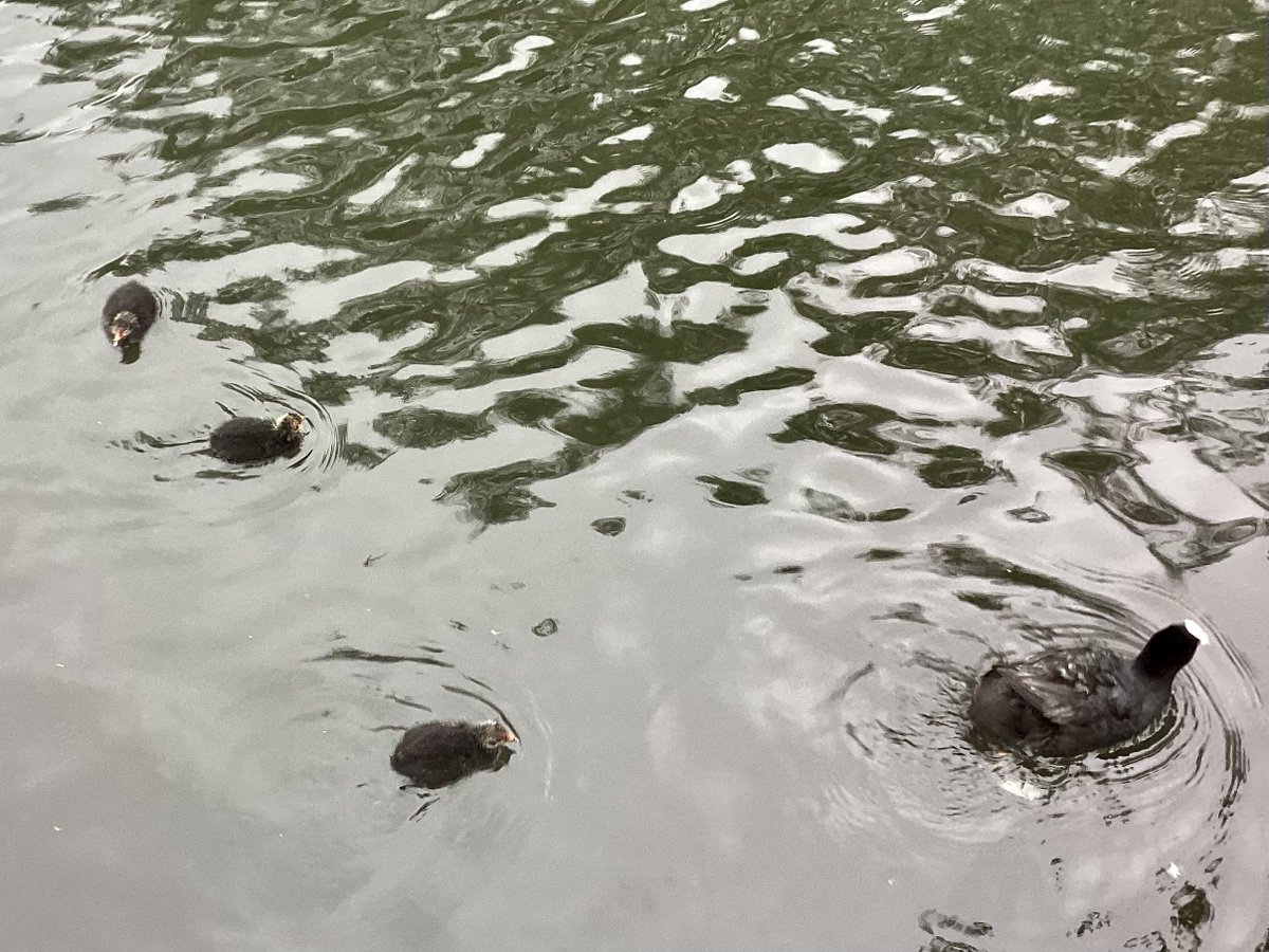 skylark22BHC1's tweet photo. Kelsey Park in #Beckenham today. Very dark and gloomy so pics are poor, but I could hear this family before it arrived, the peep-peepings of the three adorable #cootlings. The parent kept diving for food. #coots @Natures_Voice @WildlifeTrusts @LondonNPC @bbcweather @ChrisPage90 https://t.co/6SU1BaKy5b