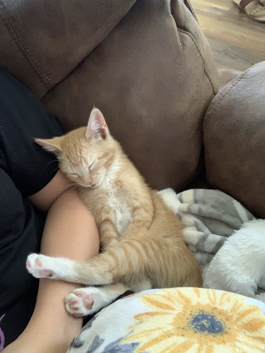 dustiksmith's tweet photo. The cat distribution system messed up and bestowed a cat to an all-dog family.

I have decided that I love her. Send cat-care tips because I don’t know anything 🐈 https://t.co/O0VqAzHvCB