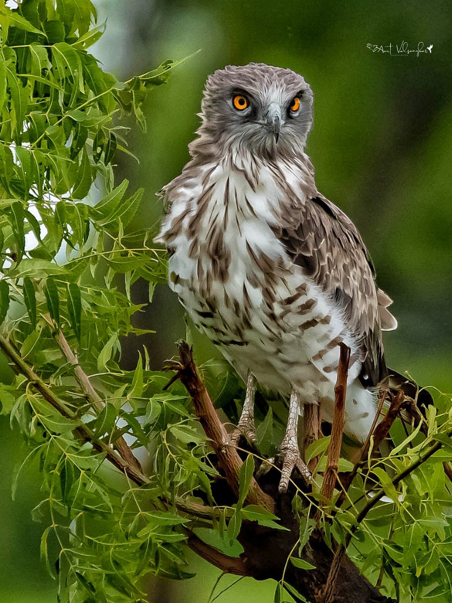 STSS #eagles #birdsofprey #BirdsSeenIn2023 #IndiAves #raptors #ThePhotoHour #birds #BirdUp #shorttoedsnakeeagle
#birdphotography #nature
#NaturePhotography #BBCWildlifePOTD #TwitterNatureCommunity
@IndiAves #birdwatching #BirdsOfTwitter #BirdTwitter @BirdPlanets  #dailypic