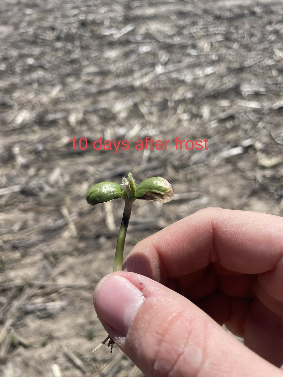 JClayRobinson's tweet photo. Beans don’t get enough credit for being tough! 

These #xtendflex AG42XF1’s have had a tough life. No measurable rain for over a month until this week + a frost. Incredible to see these beans growing through it. 

Progress pics below https://t.co/oQOXd9nuNZ