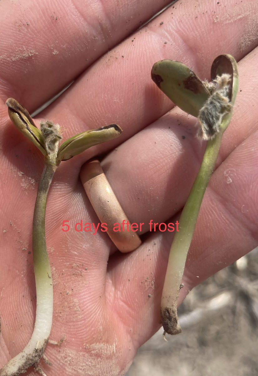 Beans don’t get enough credit for being tough! 

These #xtendflex AG42XF1’s have had a tough life. No measurable rain for over a month until this week + a frost. Incredible to see these beans growing through it. 

Progress pics below