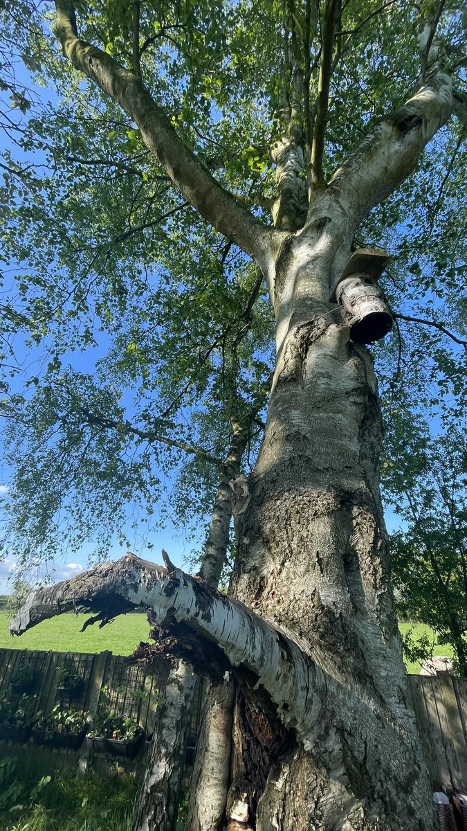 #365in2023 132/365 Ligneus #dailyprompt #tree #lovetrees #garden #springtime #wellbeing #shotoniphone