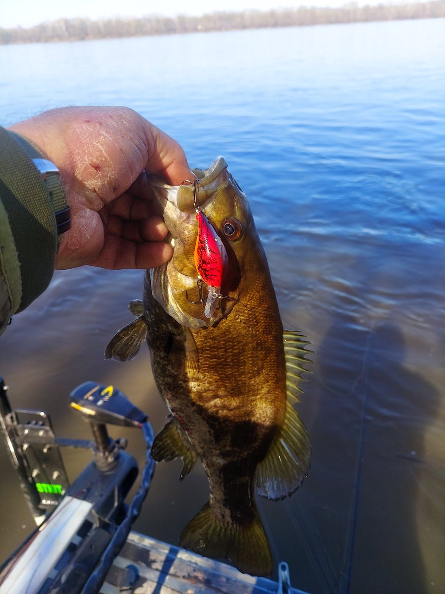 LuckyCraftUSA1's tweet photo. “If you’re looking for a small deep diving crank bait, this one's for you. The LC 0.7 DR in TO Craw is 2in long 3/7oz and will dive to 9ft. On today's trip, this lure was putting a lot of Smallmouth Bass in the boat.”-Rivers Guide Service #LCCrank #TOCraw #LuckyCraft https://t.co/cpkBkwZhjD