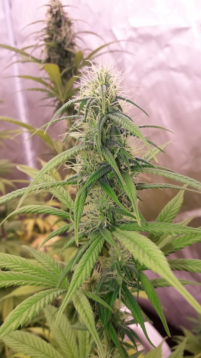 AdrycManellson's tweet photo. #Fantasías sobre un #TimeLap de #THVC @Kannabia_Samen en #AdrycsCove, #PureTent #RefPet bajo #ThePureLed48oPro @ThePureFactory_ #Sust #BatMix @PlagronAruba powered todo by @DPlantasur para desearos un maravilloso fin de semana Verde Mundo, Alegría, Olas y #SemisDeColección..🧚♂️😎 https://t.co/xOVIm6Ax62