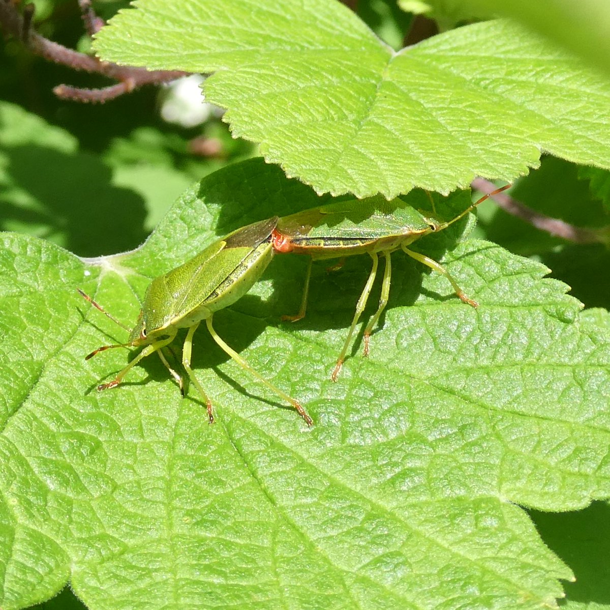 MartinLavelle19's tweet photo. A few #insects on @PlymUniApply campus today. (Mating Palomena prasina #shieldbugs; Liocoris tripustulatus #Mirid true #bug; female Epistrophe eligans #hoverfly.) Some swifts in the sky as well. https://t.co/wSdyUSFzcm