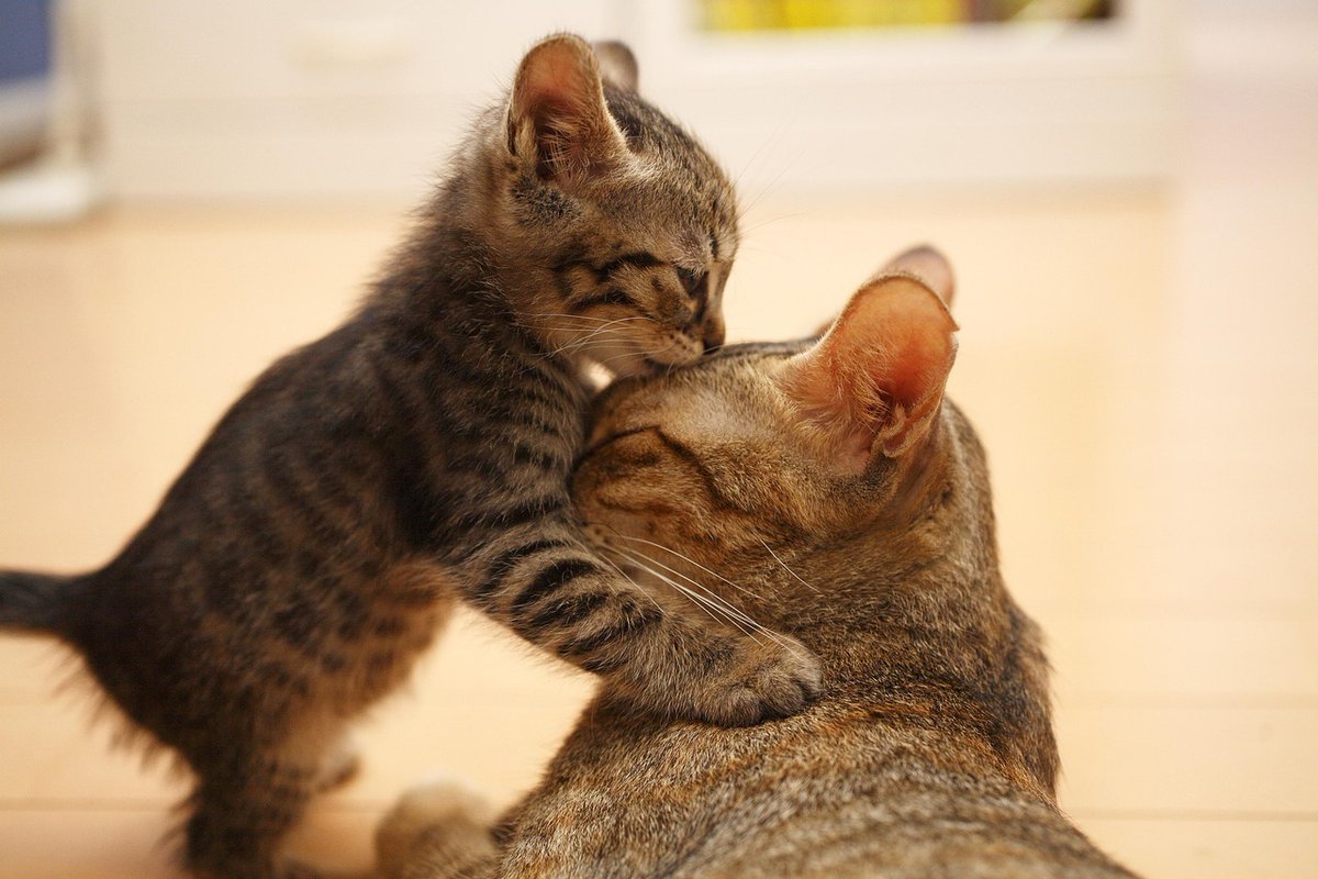 A2AnimalHosp's tweet photo. We'll have our normal hours on Saturday, May 13—8am-2pm (emergency &amp; urgent care until 6pm).

Primary Care and Emergency &amp; Urgent Care will be closed on Sunday, May 14, to celebrate Mother's Day. Normal business hours will resume on Monday, May 15, at 8am.

Happy Mother's Day! https://t.co/VeHe2Gjkji