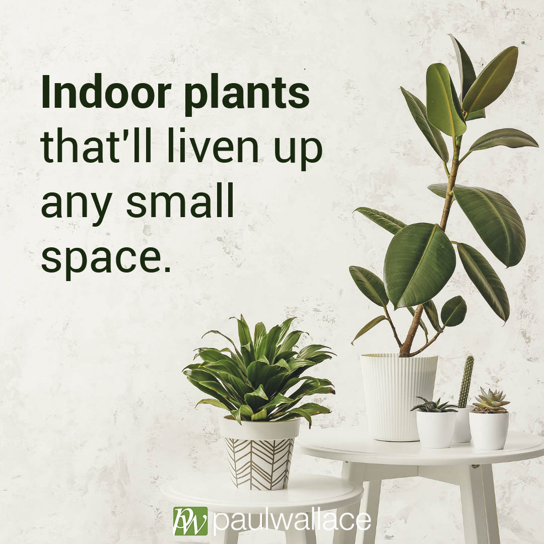 PaulWallaceProp's tweet photo. Even with little indoor room, incorporating greenery can make a big impact in a small space.

Here are some great plants that you can introduce into your home:
- Pothos
- Succulents
- ZZ plant
- African violet

https://t.co/soBgoUs5t6 https://t.co/3wWG6iUAda