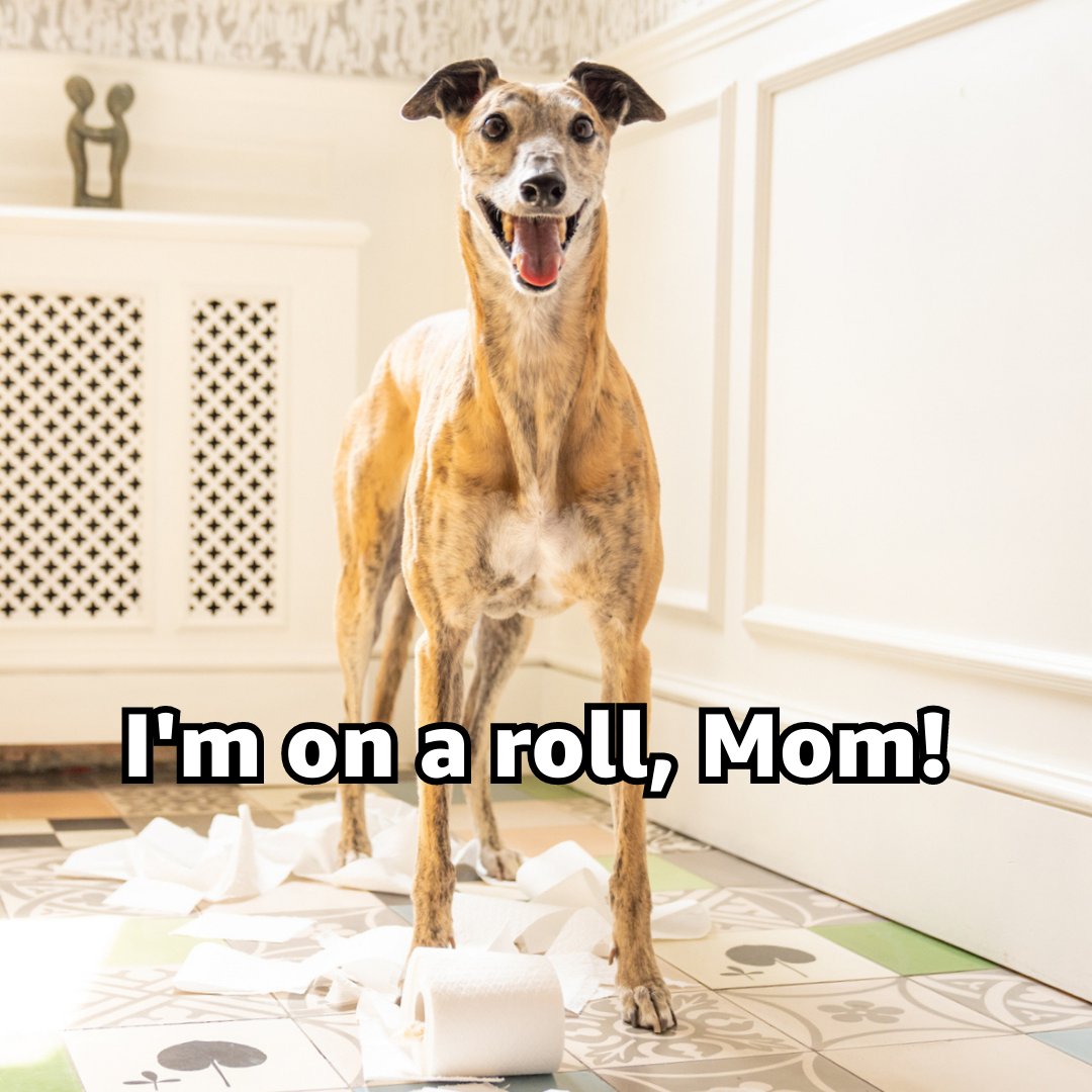 Ruh roh. Your pet threw a paw-ty when you weren’t home, now all your stuff is in chaos? 🐾 

We feel ya. That's why we have devices like <a href="/ring/">Ring</a> to help you keep an eye on your furry friends. 👀 amzn.to/42nR3EG