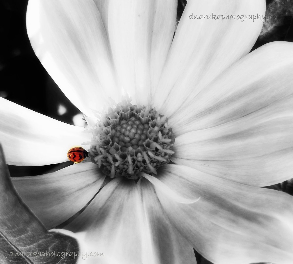 D_RanawatNaruka's tweet photo. "Ladybird! Ladybird! Fly away home,
Night is approaching, & sunset is come
This is the close of a still summer day;
Ladybird! Ladybird! haste! fly away!"
#ReduceStess #IncreaseSleep
Be like a ladybird :) Bon weekend folks
#ThePhotoHour #macro #flora #fauna #FridayFeeling https://t.co/o7veQEuLOI