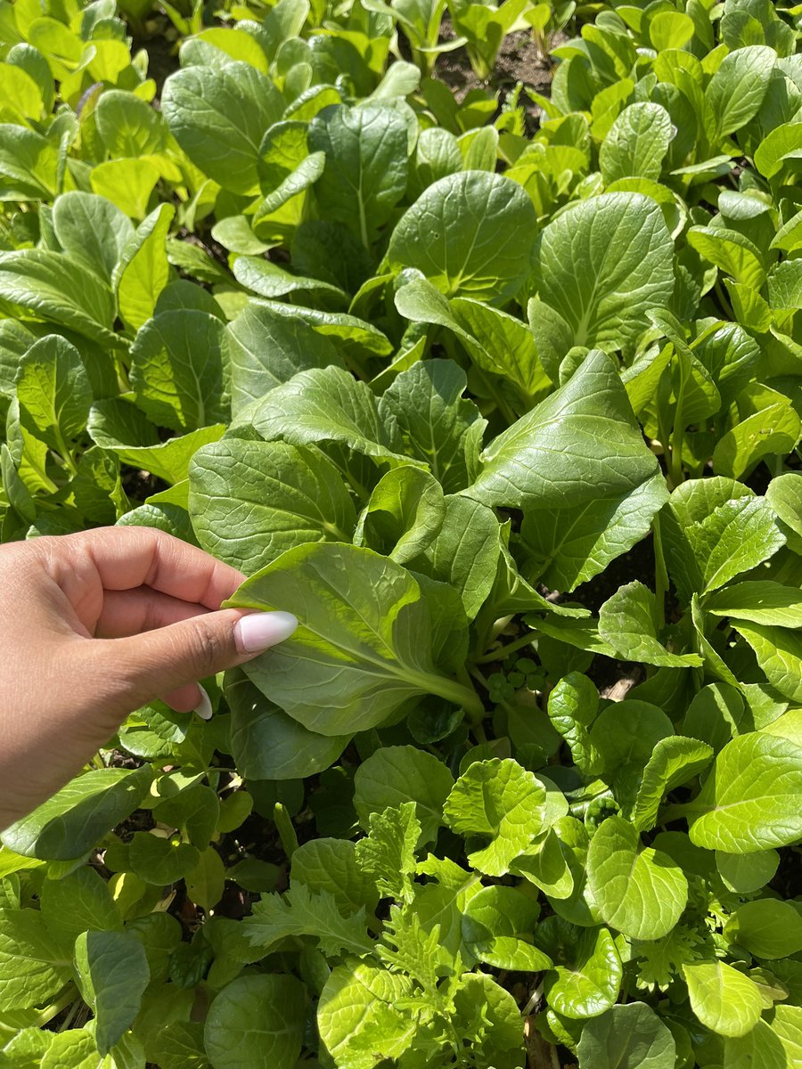 asooky's tweet photo. Buying creeping thyme seeds on @amazon —> a front yard full of lettuce/spinach. What the heck @JeffBezos? #plantfail #gardendisaster #amazonfail #notbetterhomesandgardens #classaction #gardeningtips #gardening #buyerbeware https://t.co/MgMyIvRD36