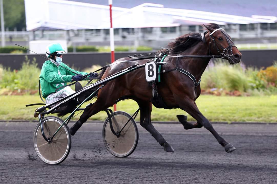 HippoMaure's tweet photo. HUSSARD DU LANDRET
Le Champion, gagnant du critérium des 5 ans, avec 
700 000 euros de gains fera une présentation sur la piste de l' Hippodrome de Maure de Bretagne ce dimanche 14 mai 2023.

Crédit Photo Scoopdyga
#hussard Hussard du Landret Le Trot #courseshippiques #champion https://t.co/eJjd4ROUhh