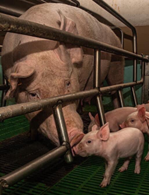 Moederdag in de vee-industrie….💔