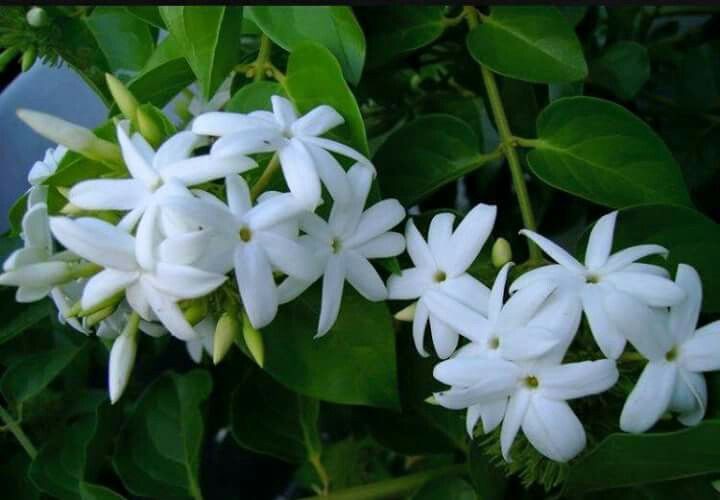 #هلكتني_هذه_الوردة

 سأظل أتذكر بأنك الأستثناء الوحيد لدي وبأنني لم أشهد مثلك في حياتي، وبأن العمق فيني لم يصله أحد من قبلك وبأنني معك تجردت من غموضي، سأكون غبياً إذاً إن فكرت بالبحث عنك في شخص آخر سأظل اتذكرك من داخلي ، حتى لو أنني  لم أعرف كيف أحبك,أعتذر حقاً "
( وردة ياسمين)