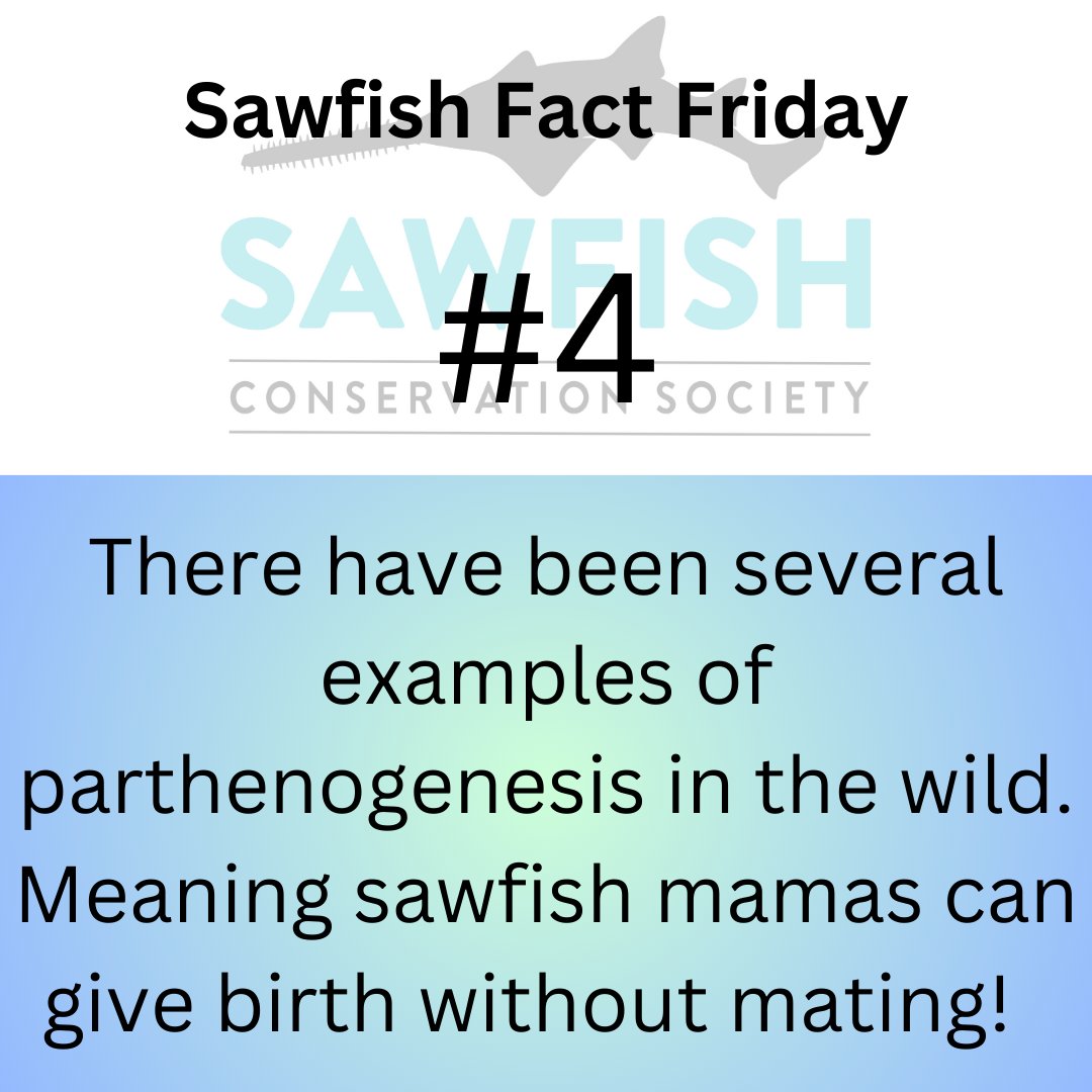 This weekend is #MothersDay in the U.S. and #sawfish mamas are especially incredible! Enjoy these awesome facts about sawfish moms and you can always learn more about sawfish on our website! sawfishconservationsociety.org #sawfishresearch #sawfisheducation #sawfishoutreach