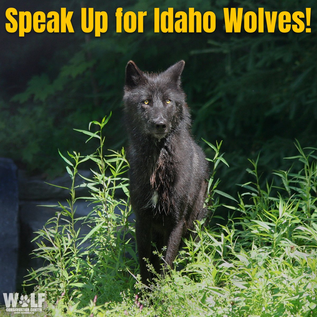 Idaho just approved its plan to kill 62% of its wolves via trophy hunts + incentivizing trapping with bounties.
@USFWS acknowledged the dire situation in Idaho and, in 2021, initiated a 12-month review, yet no action has been taken.
We won't stand idle → bit.ly/3nSSfRz