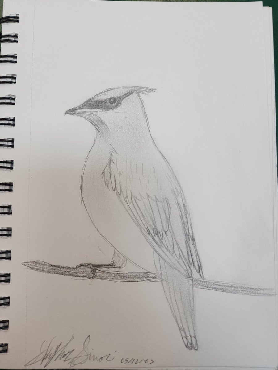 Bored at work drawing birds. Can you name what kind of birds these are? 
#bored #birds #birddrawings #birdsoflouisiana #migratorybirds #birding #sketchbook
