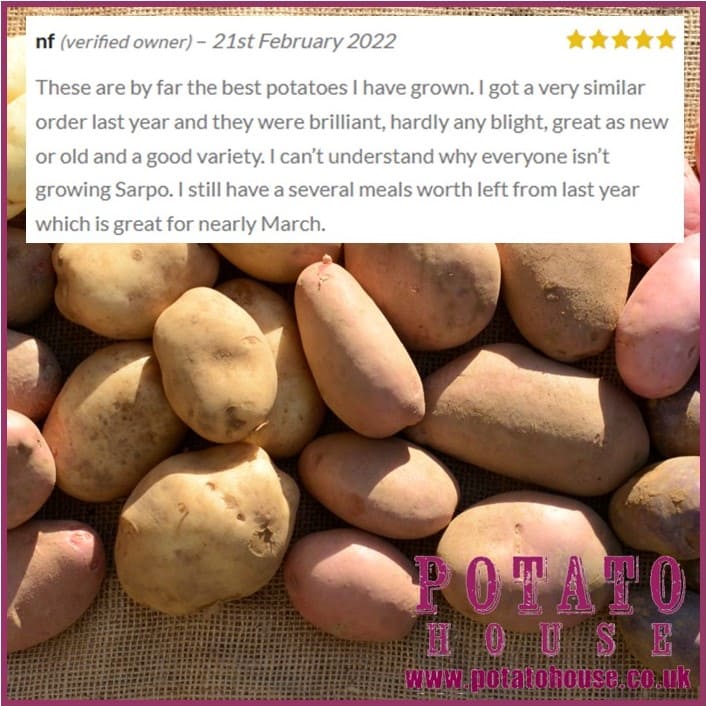 🥔 Be quick if you want to grow potatoes May! It may snow...it may be 20 degrees May is a great time to plant potatoes! Q we have been asked: 'Is it too late to plant potatoes, will they get blight?' Buy blight-resistant 🥔 Sarpo Variety Pack tinyurl.com/49psujwr