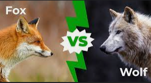 SageTemp's tweet photo. Hey @WolfiesToken fans

What in the world is #notafox? 

Come join us in https://t.co/Jq4ualMUbS and find out! 

@ForgeBSC has some opinions (and has a giveaway happening this weekend) #NFTGiveaway https://t.co/hTIAJbE5t3