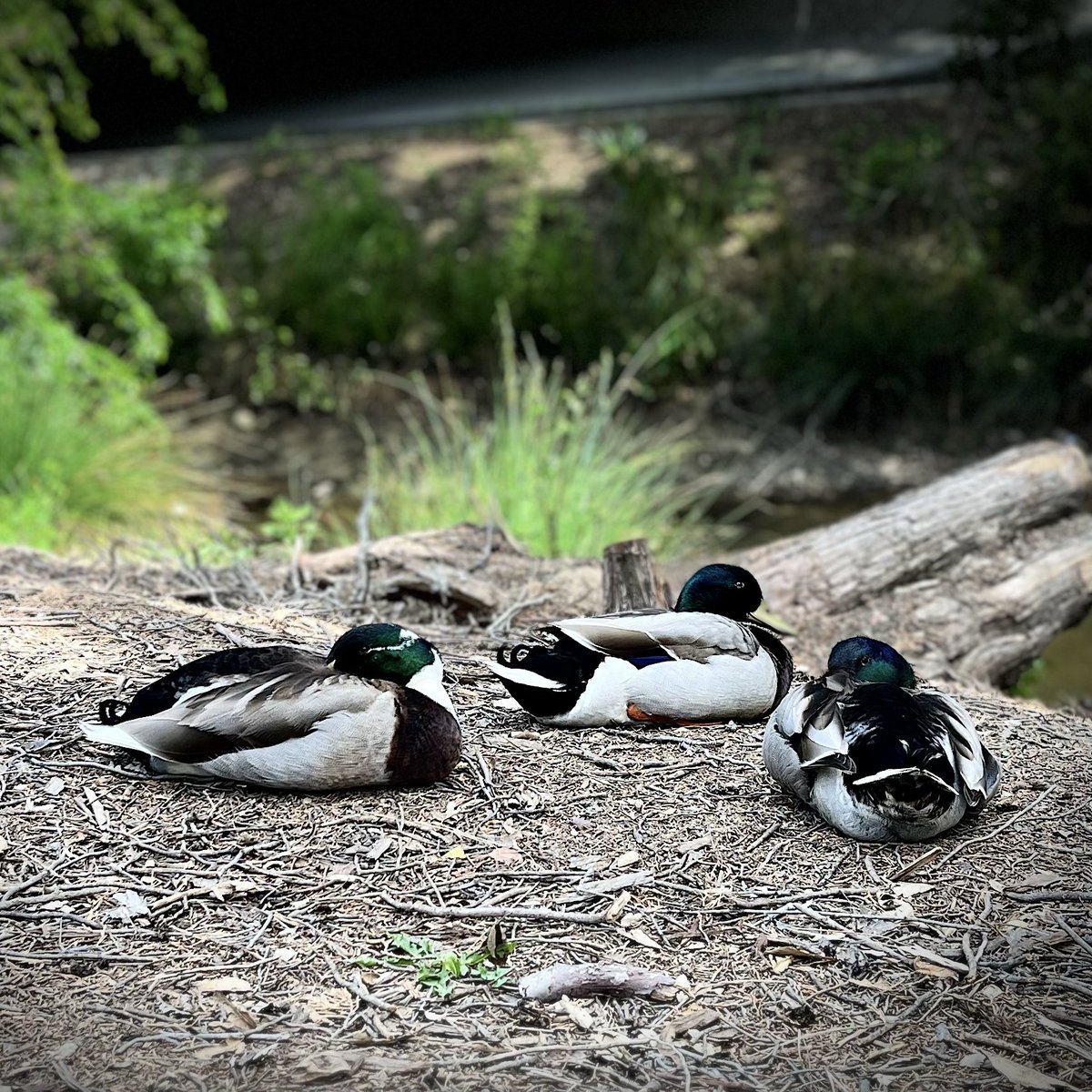 These ducks know it's siesta time! With over 135 species of birds residing in the <a href="/UCD_Arboretum/">UC Davis Arboretum and Public Garden</a> and Public Garden, it's easy to catch  a glimpse of these feathered friends near King Hall.